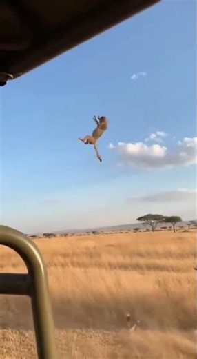 Wildebeest Charges to Save Calf From Cheetah