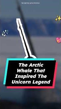 The Arctic Whale That Inspired the Unicorn Legend (Narwhal Facts)