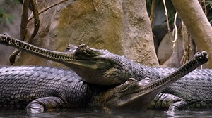 Scary But Not Dangerous Animals | Bright Side of Love