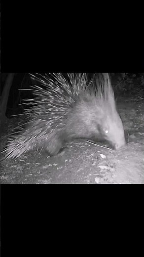 Did He Hear Something? | Wild Porcupine at Night