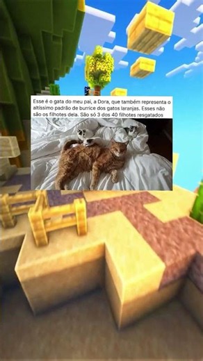 Gatos laranjas são os MELHORES 🐈🐈