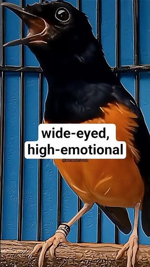 🔥wide-eyed, high-emotional #asmrterapybird #asmrbird