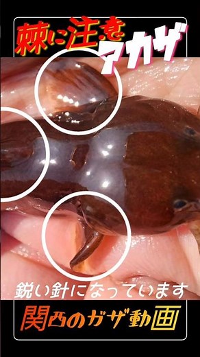 触る時に棘に注意が必要なナマズの仲間のアカザ！#ガサガサ #飼育 #水槽 #生き物 #ナマズ #淡水魚