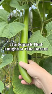 We gave up on growing zucchini years ago because of vine borers. But this might be the ultimate replacement 👀 Have you tried cucuzza? #cucuzza #bottlegourd #backyardgarden #gardening #backyardgardening #gardeningforbeginners #gardentips #gardeningtips #gardeninglife #gardentipsandtricks #gardenlife #organicgardening #vineborer #gardenpests #inmygarden #zucchini | The Disco Garden