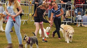 2.3K views · 11 reactions | Calling all dog lovers in Chelmsford!...