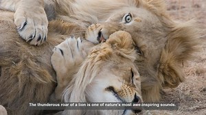 10 Differences Between African and Indian Lion Roars