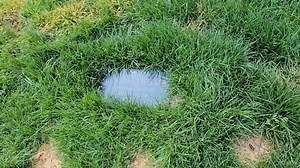 Ivana Trump's grave sits in roped-off, overgrown part of golf course