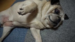 This Pug Really, REALLY Hates Cutting Nails
