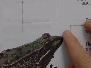 Frog青蛙 名副其实的变态发育两栖动物技能：关闭自己的耳朵，需要安静的时候能让耳朵鼓膜与外界隔离，开启“静音”模式#英语阅读 #双语启蒙 #学习 #睡前阅读
