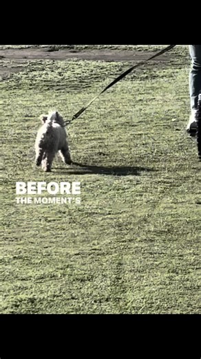 running with dady❤️#poodletoy #running #poodeltiny #dogsvideo #fun