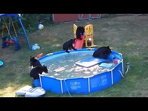 Family of bears takes a dip in New Jersey backyard pool