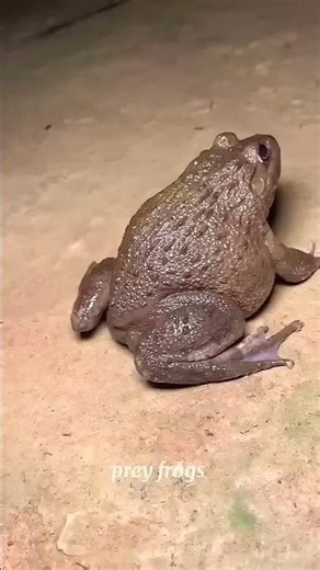 Funny frogs Catching |Wep wep catching frogsfunny |boing catch frogs make you laugh #shortsfeed