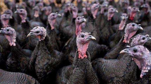 Let’s learn about why turkeys are dinosaurs