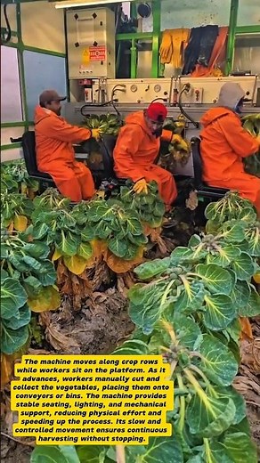 Modern Vegetable Harvesting Machine – Efficient Field Harvest in Action!