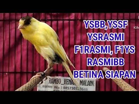 FULL STOCK OF YSBB, RASMIBB, YSRASMI, F1RASMI, F1YS AND FEMALE CANARI MATERIALS READY
