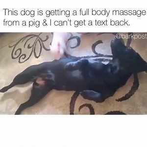 This dog is getting a full body massage from a pig & I can't get a text back. Meme via instagram.com/barkpost Original vid via Daniel Brooks (YouTube) | BarkBox