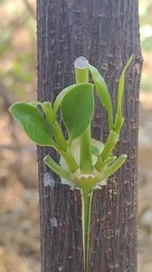 #三农 #果树嫁接 #嫁接 嫁接后的植物就可以成活，进行正常的生理作用。嫁接成活的原理是具有亲和力的两株植物间在结合处的形成层产生愈合现象，使导管、筛管互通，以形成一个新个体。#嫁接苗 #农业技术推广