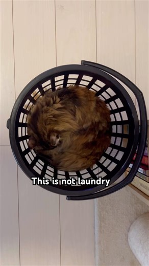 Her name is Maple!🍁 #cat #shorts