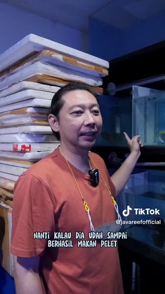 Karantina Ikan Buntal Duren di Akuarium Silinder