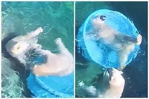 Polar Bears Throw a Pool Party in Adorable Video