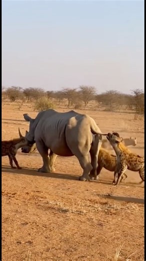 😂 Wild Rhino Fart Scares Off Hyena Pack — Funniest Escape Ever!#rhino #hyena #wildattack #shorts
