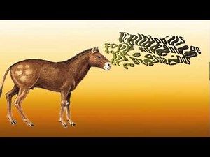 Evolution of the Horse