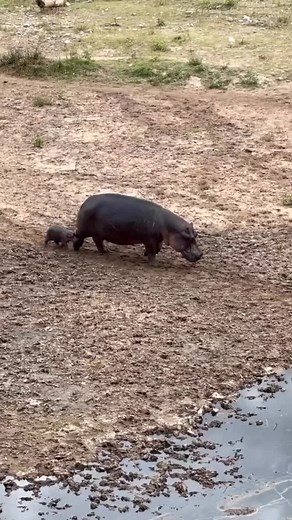 Hippos—remarkable creatures with some fascinating traits. The females carry their young for roughly 324 days, about eight months, and when it’s time, they slip away from the herd to give birth in the water. It’s a solitary, strategic move. Once the calf arrives, the mother’s fiercely protective—don’t get between her and her little one. She produces a unique pinkish milk, rich and tailored for the calf’s needs, and she’ll only breed again every other year, giving her full focus to raising that yo