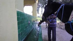 Famous Moroccan donkeys have free shelter in Fez