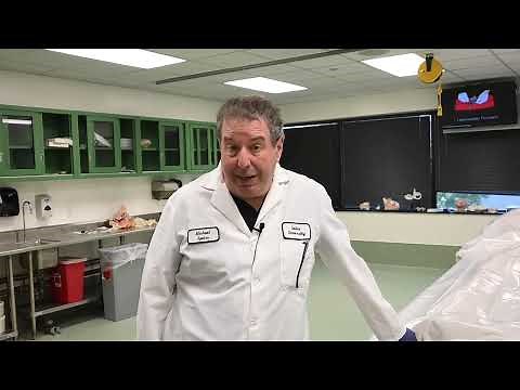 Cadaver Lab
