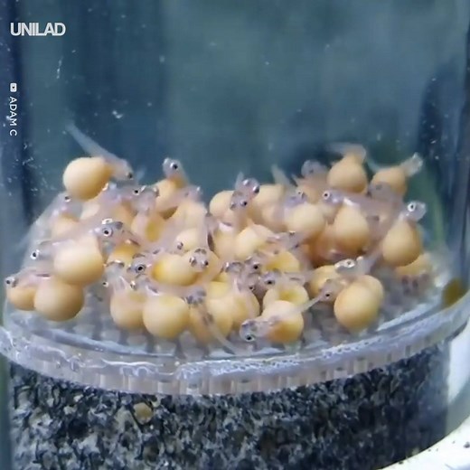 1.4M views · 16K reactions | This timelapse of baby fish growing up is amazing  | UNILAD | Facebook