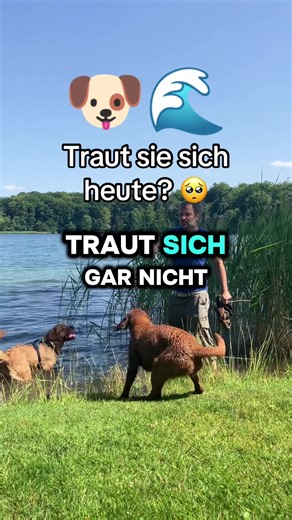 Traut sie sich heute wirklich? 🥺 Manchmal braucht es einfach diesen einen Moment Mut, um über den eigenen Schatten zu springen. In diesem kleinen Hundeabenteuer am See zeige ich euch, wie Aiko ihre Angst vor dem Wasser überwindet und dabei sogar ihrer Mama Bonita den Stock klaut! Es ist so schön zu sehen, wie stolz Hunde nach so einem Erfolgserlebnis sind. Wenn du auch Tipps für mutige Hunde suchst oder einfach nur süßen Hunde-Content liebst, speichere dir dieses Video für deine tägliche Portio