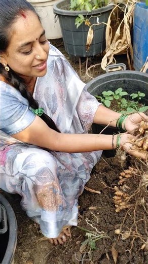పసుపు ఎంత బాగా వచ్చిందో చూడండి || TELUGU GARDEN VLOG