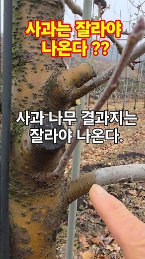 사과꽃눈 이렇게 하면 사과나무 전지 전정 가지치기 시나노골드 가을농원 손홍철 꿀팁 #shorts