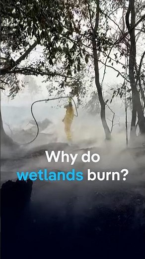 Why do wetlands burn? | DW News