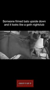 3.3K views · 107 reactions | OMG hahaha! 率驪 . . . #vampire #vampires #bats #bat #goth #gothic #horror #nightclub #fridaynight #saturdaynight #girlsnightout #animals #wildlife #cool #funnyvideos #funnyvids #comedy #standupcomedy #memeworthy | Caught It Live TV | Facebook