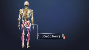 Did you know the sciatic nerve is the largest nerve in the human body? Watch the full video here: http://bit.ly/sciatic-nerve-anatomy | Spine-health