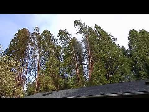 Trees being blown down in the wind