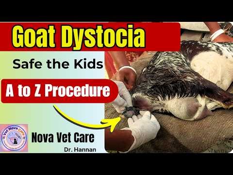 Goat Dystocia Emergency Treatment | Assisted Delivery Step by Step (Veterinary Guide)