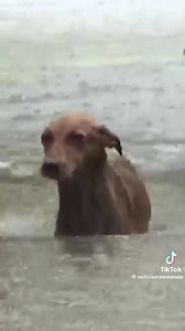 In Honduras Tropical storm Sara has left roads destroyed, rivers overflowing and over 35,000 thousand of people affected during its passage through Honduras. The Atlantic area is so far the most affected by torrential rains. The authorities ask the population to take extreme precautions, especially those who live near communities that is prone to flooding. Sara's impact will also be felt on the coast of Belize and the Mexican peninsula of Yucatan. | Belize Live News
