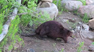 31K views · 2.6K reactions | In this video from last night, a beaver drags a small tree down a very steep bank back to the river. It is fascinating to see where they will go to get food. #beavers #wildlifephotography | Mike’s photos and videos of beavers | Facebook