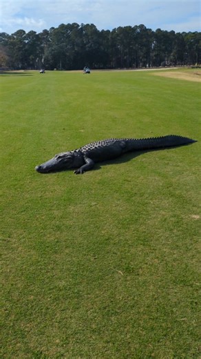 And they say dinosaurs are extinct!! Our 3-legged gator Tripod begs to differ!! #riverclub #myrtlebeachgolf #jacksonsview | River Club Golf Course