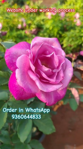 புதிய மதர் பிளான்ட் ரோஜா செடிகளை வாட்ஸ்அப் இல் ஆர்டர் செய்து கொள்ளவும்#new#offer#trendy#viral#live