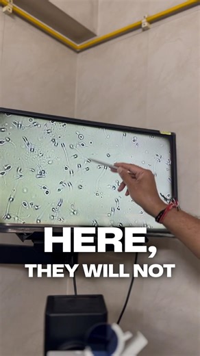 Understanding Sperm Motility: How Fast Swimmers Determine Fertility