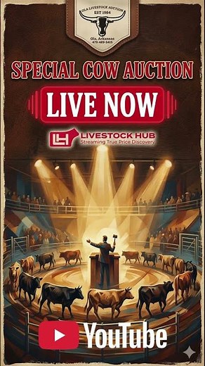 SPECIAL SALE! 🐂 Cow & Bull Auction LIVE at Ola Livestock Auction #cattleprices #aglivestream