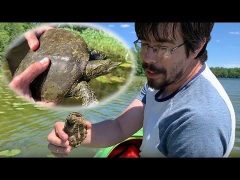 Five Common Lake Turtles of the Great Lakes and Midwest