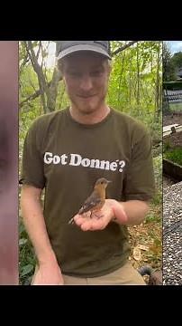 How do birds keep their heads steady - The Reason Chickens Keep Their Heads Steady