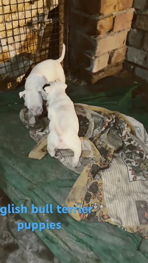 English bull terrier puppies #pitbull #bullterrier #americanbully #lifeisbutadream