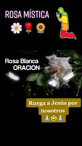 Hoy MIÉRCOLES 15/10/2025, se Rezan los MISTERIOS de las 7 ALEGRÍAS 🌹 Del SANTO ROSARIO de las " LÁGRIMAS y SANGRE"🙏 VAYAMOS a MISA ⛪ | La Rosa Mistica