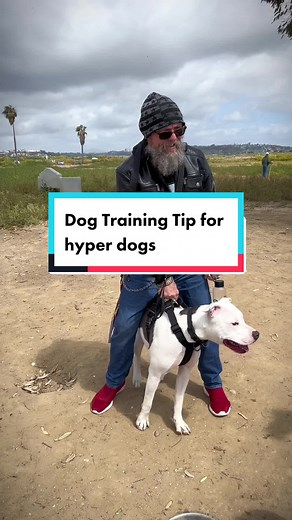 Training tips for hyperactive dogs & how you can calm your dog down 🐶 ##dogtrainingtips##dogsupplements##pitbullsoftiktok##pitbulllove##dogtraining