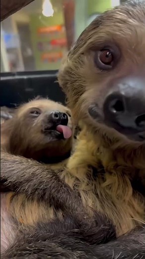 This Adorable Sloth Moves Slowly… And It’s Magical 🦥